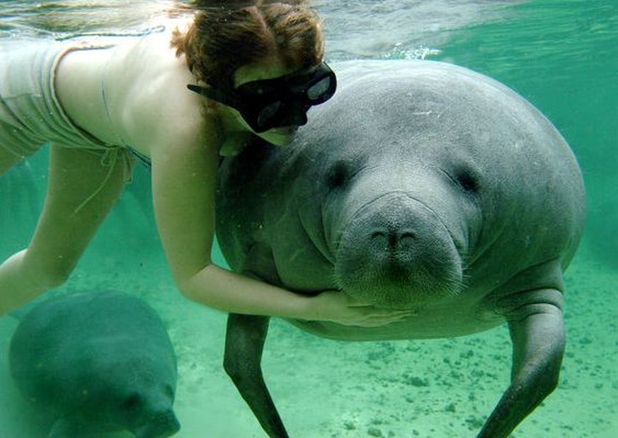 Manatee