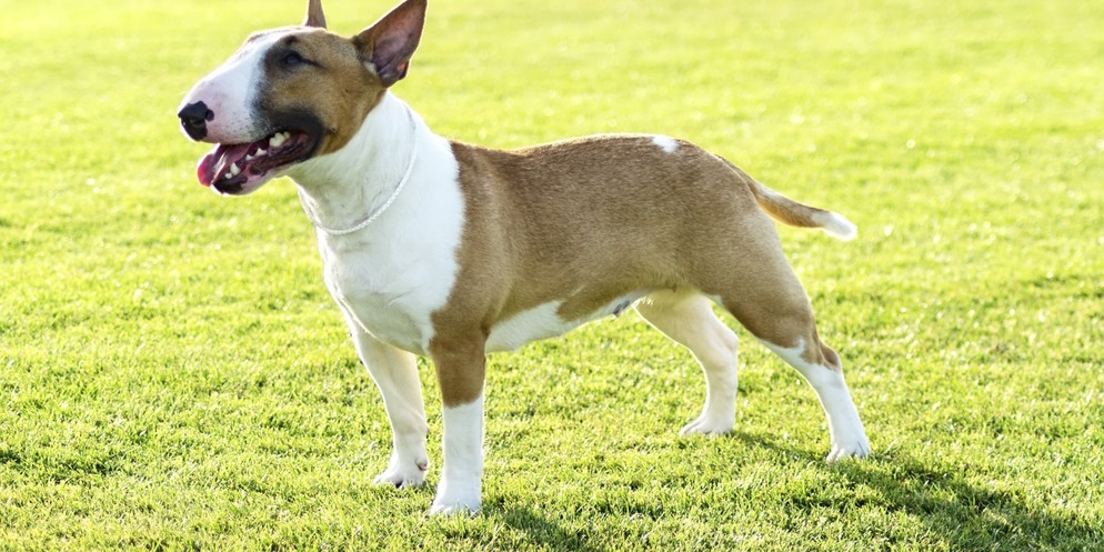 Ein Hund der selben Rasse, hat im Kanton Zug ein Kind verletzt.