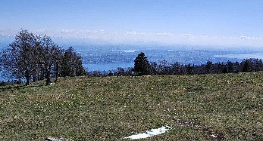 Rauszeit Narzissenwanderung Berner Jura Mont Sujet