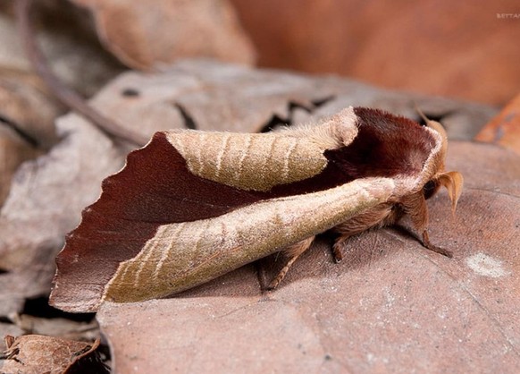 Dead Leaf Moth [Uropyia meticulodina]

https://www.reddit.com/r/AIDKE/comments/1v73l7l/dead_leaf_moth_uropyia_meticulodina/