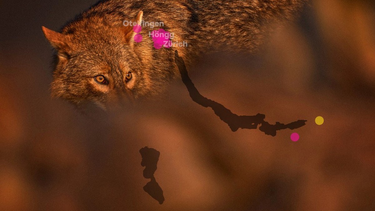 Im-Schatten-des-Wolfs-Der-Goldschakal-schleicht-sich-in-die-Schweiz