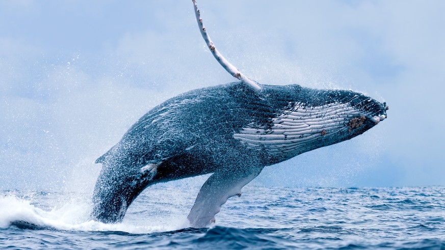 30 bis 40 Sekunden soll ein Buckelwal einen US-Fischer verschluckt haben. (Symbolbild)