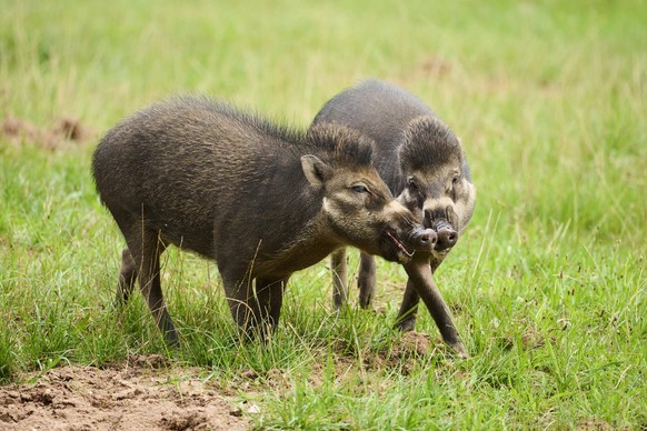 Visayanische Warzenschweine Sus cebifrons negrinus auf einer Wiese, Bayern, Deutschland, Europa *** Visayan Warthogs Sus cebifrons negrinus at a Meadow, Bavaria, Germany, Europe Copyright: imageBROKER ...