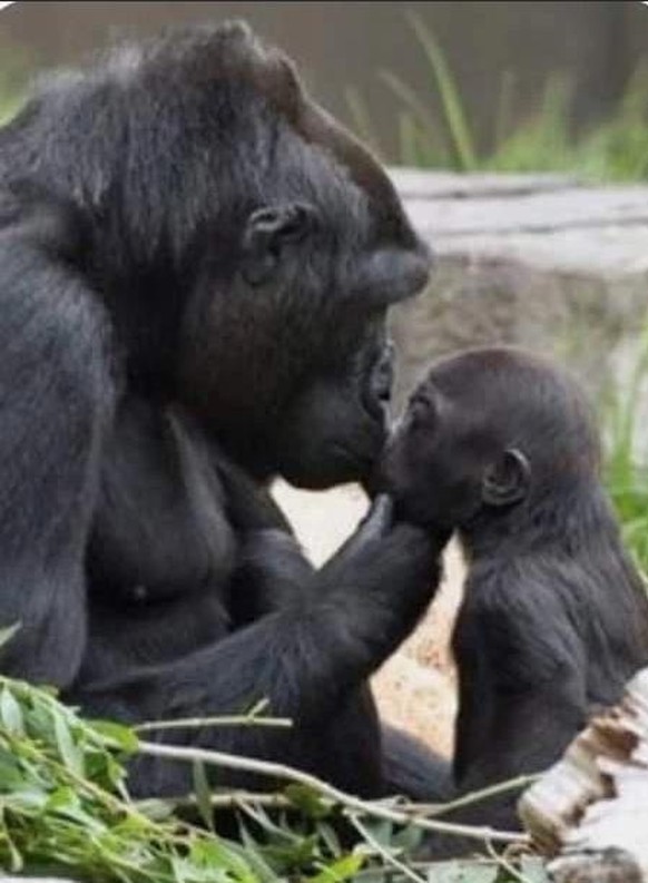 Cute News: Tierische Eltern und ihr Nachwuchs.