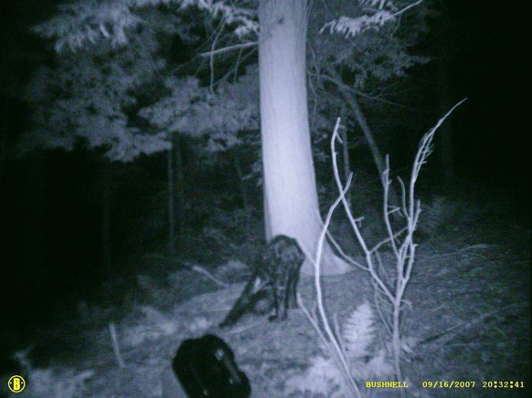 Während die einen auf diesem Bild einen Yeti entdecken, sehen andere lediglich einen Bären mit einem Hautausschlag.