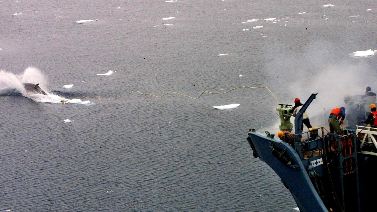 epa04148470 (FILE) A file handout photo dated 16 December 2001 and made available by Greenpeace, showing a whale catcher ship Kyo Maru 1, using a harpoon to catch a whale in Southern Ocean. A UN court ...