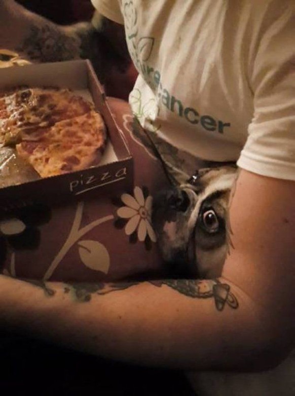 Hund will Pizza essen
Cute News
https://funnyfoto.org/amazingly-funny-animals-38-pics/34/