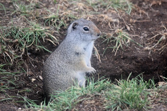 cute news animal tier 

https://www.reddit.com/r/AnimalPorn/comments/vhcyd7/uinta_ground_squirrel_spermophilus_armatus/