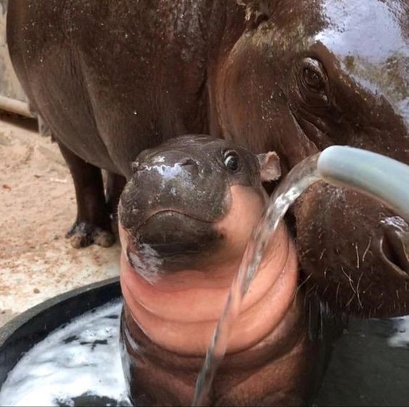 cute news tier moo deng

https://ch.pinterest.com/pin/3448137209172506/