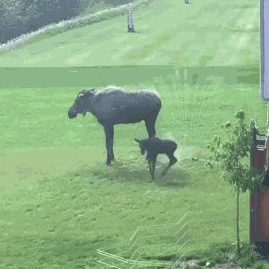 Animiertes GIF