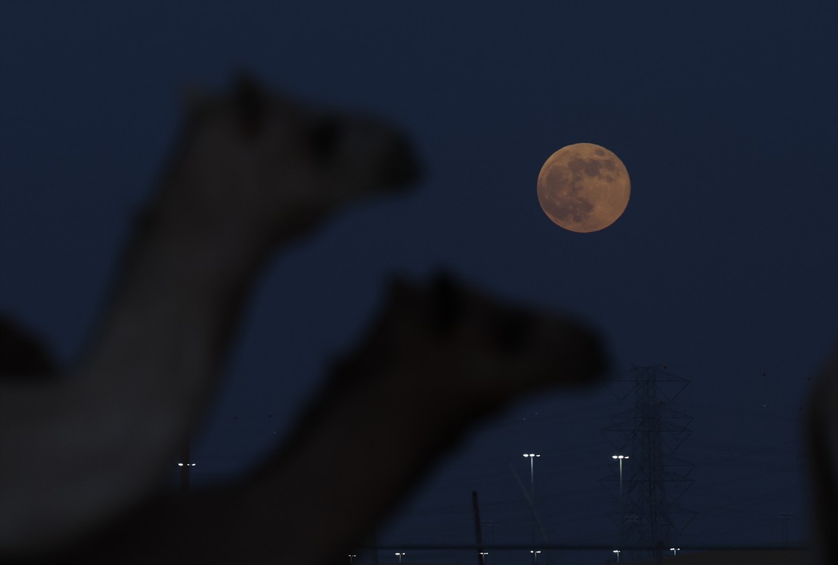 epa11664985 Camels walk in the desert while the full moon called supermoon rises over the desert outside the Gulf emirate of Dubai, United Arab Emirates, 17 October 2024. The next supermoon is expecte ...