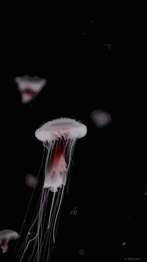 Animiertes GIF