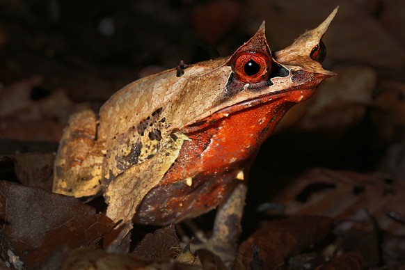 Zipfelkörtenfrosch