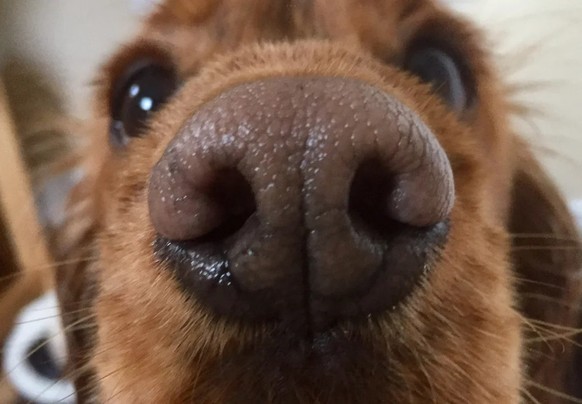 cute news tier hund

https://www.reddit.com/r/aww/comments/1m0qafc/noses_for_booping/