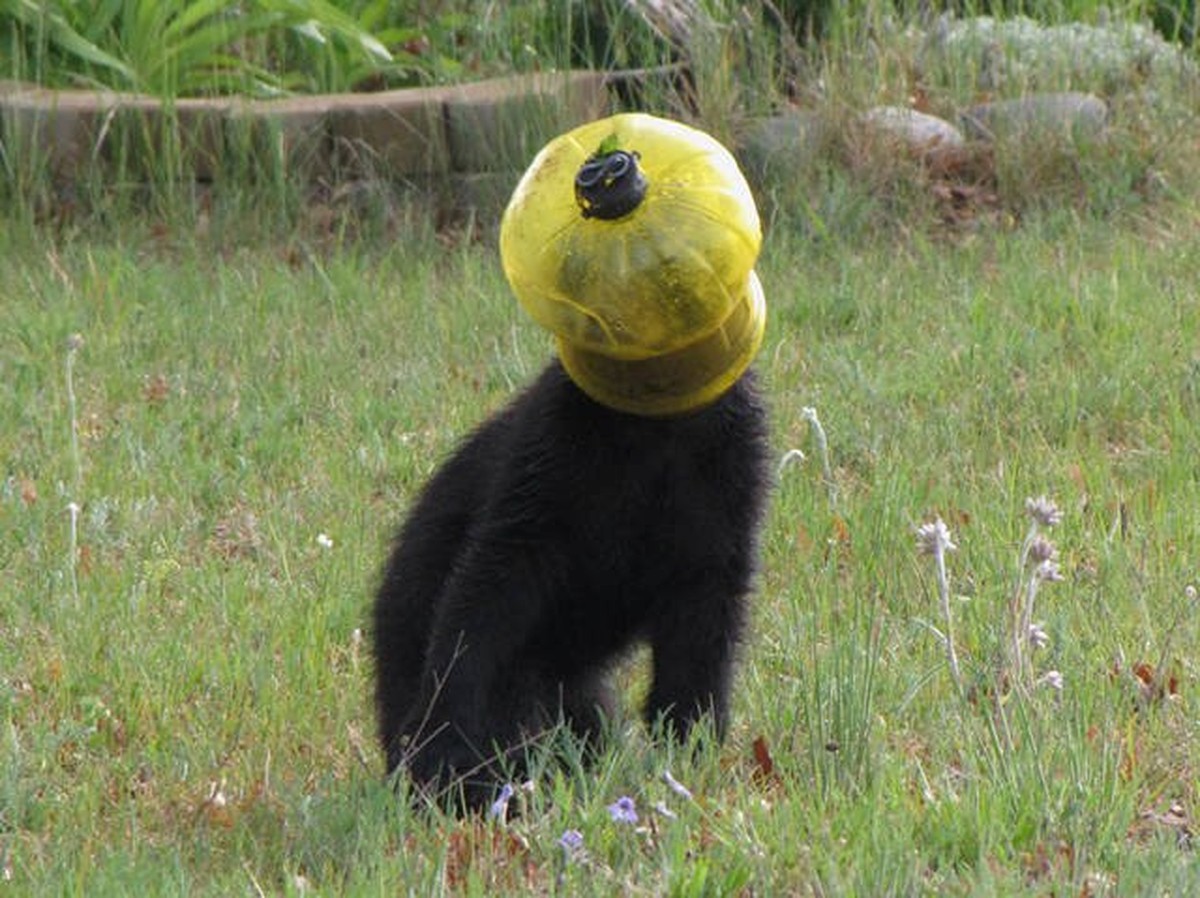 In this undated photo provided the Wisconsin Department of Natural Resources via WQOW-TV, a bird feeder is seen stuck on the head of a bear cub. The bear cub in northwestern Wisconsin's Burnett C ...