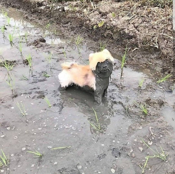 cute news tier hund

https://ch.pinterest.com/pin/1121888957198541820/