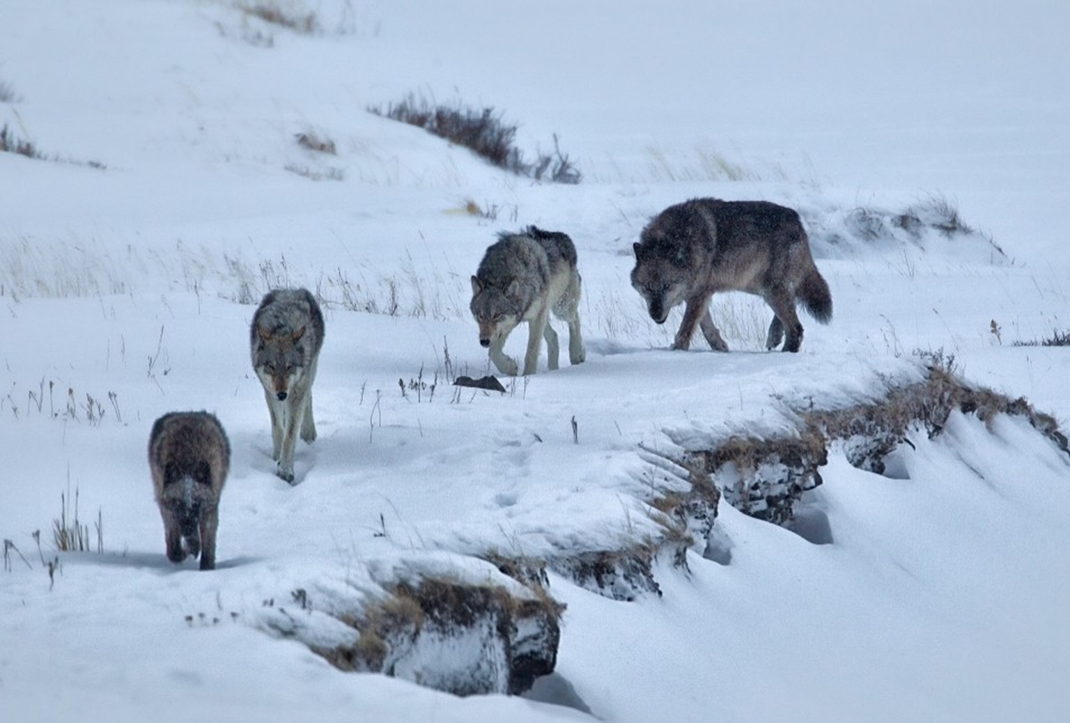 Im Yellowstone-Nationalpark leben mehrere Wolfsrudel.