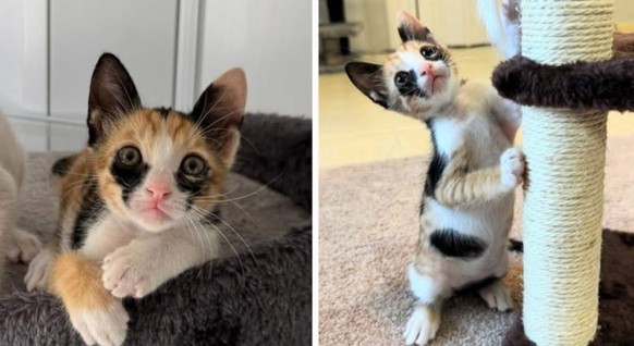 cute news tier katze

https://imgur.com/gallery/nice-QgsoC9p#/t/aww