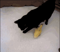 Diese 8 Schwarzen Katzen Bringen Dir Auf Keinen Fall Ungluck Watson