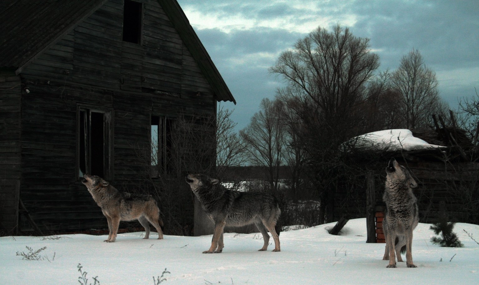 Howling wolves in abandoned village (Chernobyl)