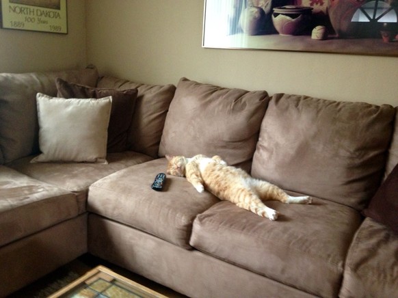 Katze liegt faul auf der Couch.

https://imgur.com/gallery/7Yc9Fe5