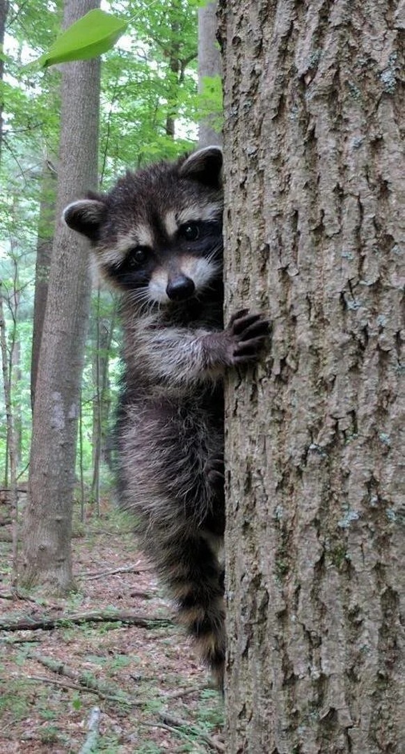 cute news tier waschbär raccoon

https://www.reddit.com/r/Raccoons/comments/10h03k4/this_little_fella_looks_straight_out_of_a/