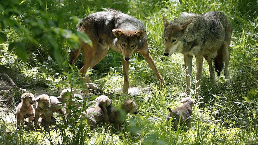 Umwelt- und Tierschutzorganisationen haben das Referendum gegen das neue Jagdgesetz lanciert. Damit könnten Wölfe auf Vorrat abgeschossen werden, kritisieren sie. (Themenbild)