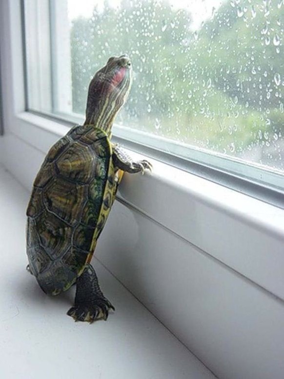 cute news tier schildkröte

https://ch.pinterest.com/pin/84372192997324977/