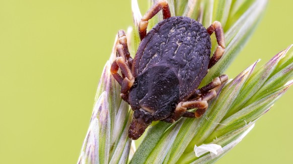 Die Riesenzecke (Hyalomma marginatum) ist deutlich grösser als heimische Zeckenarten.