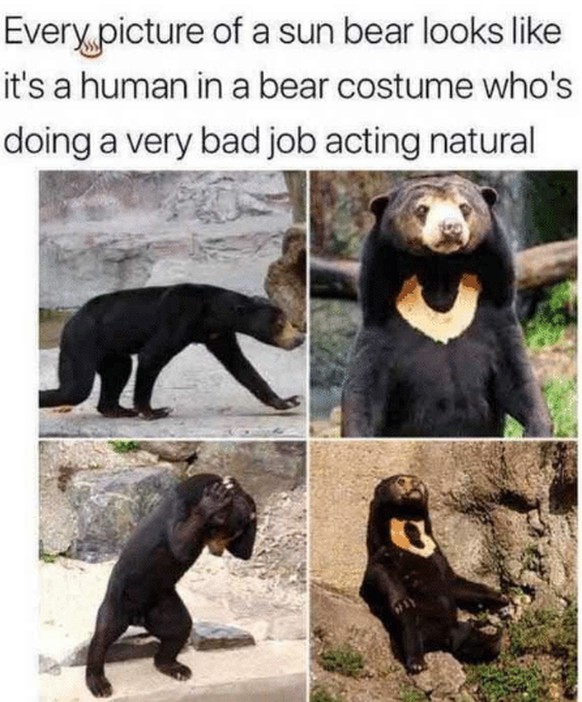 Bär