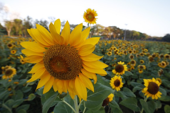 epa09703560 Sunflower bloom in field during the Bangkok flora festival, in a park of in Bangkok, Thailand, 23 January 2022. Bangkok flora festival is held to promote tourism where flowers will be plan ...