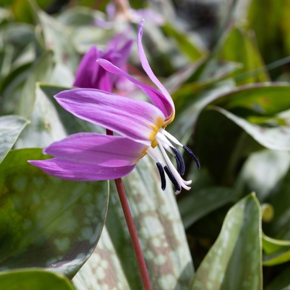 Europäischer Hundszahn (Erythronium dens-canis)