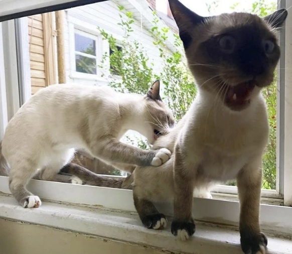 Lustige Katzenbilder bei den Cute News