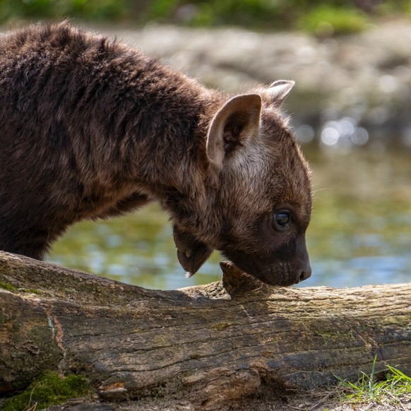 Dreimal dürft ihr raten, was jetzt kommt. (Jap, lustige Tierbilder)
Hier eine sehr süsse Babytüpfelhyäne für euch ❤
