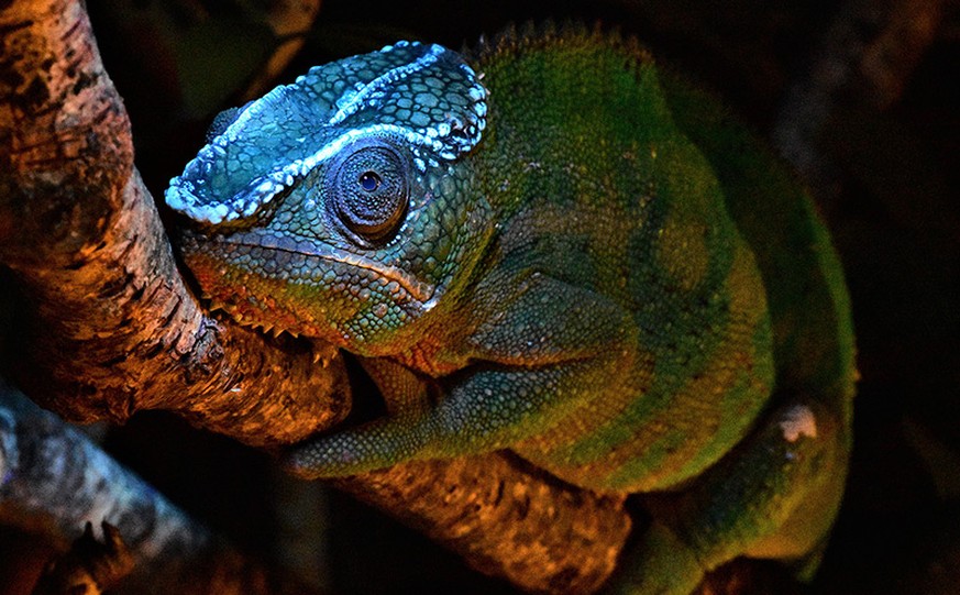 Fluoreszierende Chamäleons unter UV-Licht