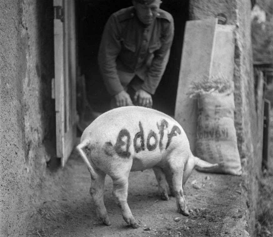 The pig of a company of the Swiss Armed Forces is called Adolf, named after Adolf Hitler, pictured in St. Gingolph, Switzerland, between 1939 and 1945. (KEYSTONE/PHOTOPRESS-ARCHIV/Str)

Das Schwein ei ...