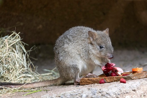 Zoo Zürich Bürstenschwanz-Rattenkänguru, Woylies
