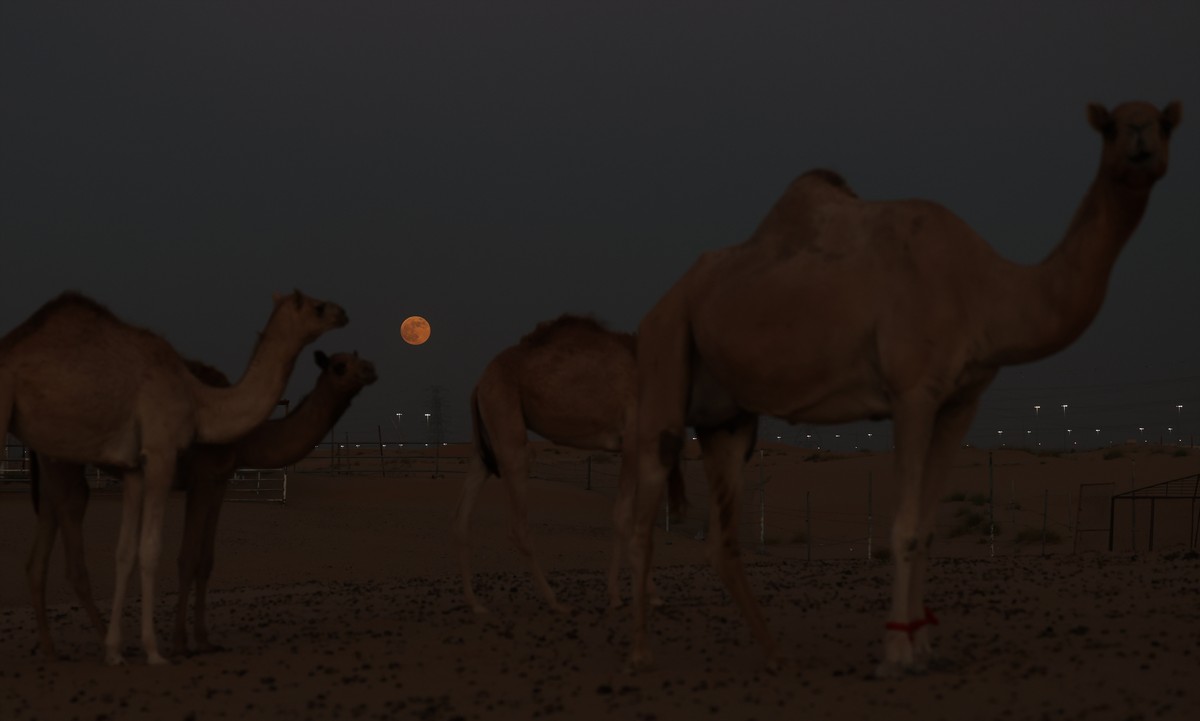 epa11664984 Camels walk in the desert while the full moon called supermoon rises over the desert outside the Gulf emirate of Dubai, United Arab Emirates, 17 October 2024. The next supermoon is expecte ...