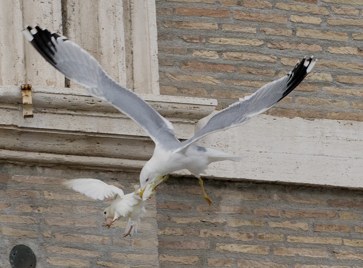 An der Sonntagsmesse im Vatikan haben zwei Kinder Friedenstauben fliegen lassen. Diese wurden gleich nach dem Start von einer Möwe und einer Krähe angegriffen und getötet.