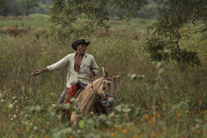 In this May 17, 2017 photo, cowboy Joao Aquino Pereira rides his horse in Corumba, in the Pantanal wetlands of Mato Grosso do Sul state, Brazil. Each day, the men and animals traverse about 11 miles f ...