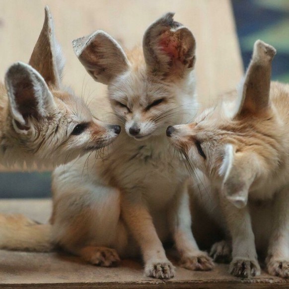 cute news tier mit grossen ohren fuchs

https://www.reddit.com/r/foxes/comments/yf5tft/ears_a_plenty/