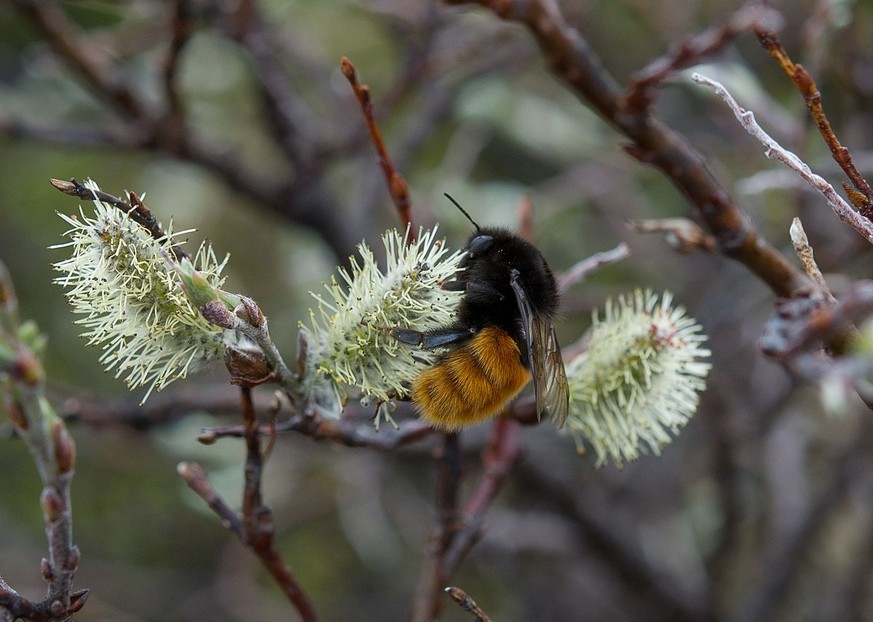 Alpenhummel