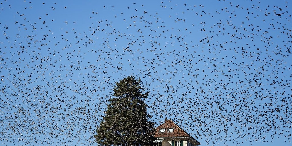 Teils kann es zu einem Schwarm mit tausenden Vögel kommen. (Archivbild)