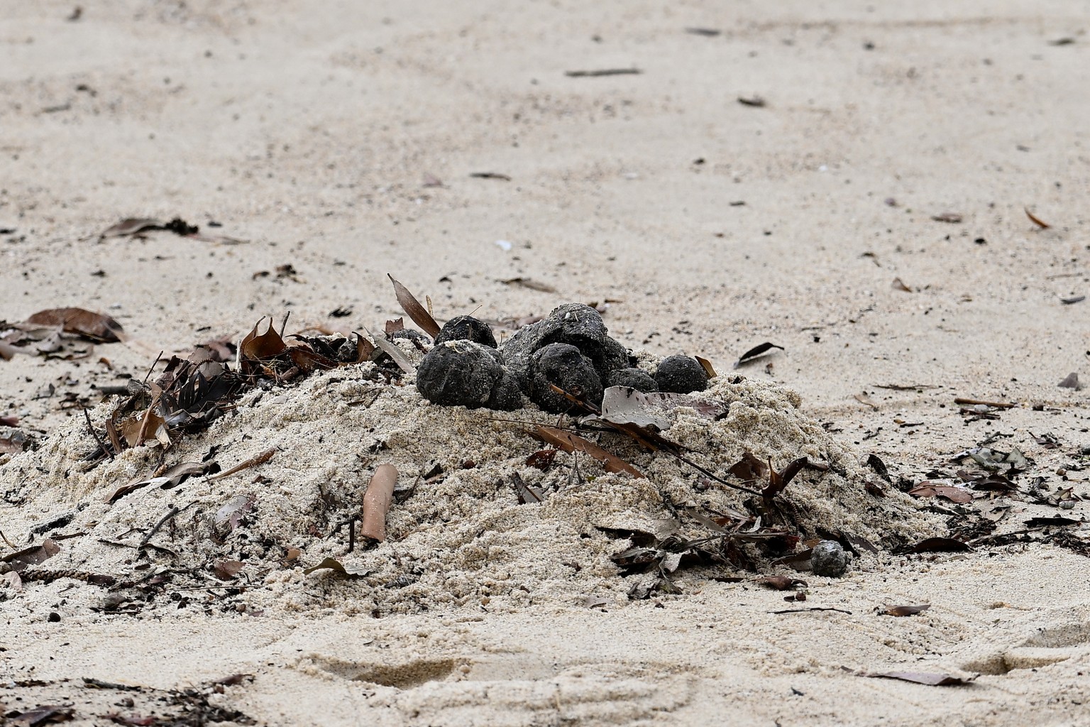 epa11661451 Unkown debris washed up on Coogee Beach causing the beach closure in Sydney, Australia, 16 October 2024. Coogee Beach in Sydney?s east closed following the discovery of mysterious, black,  ...
