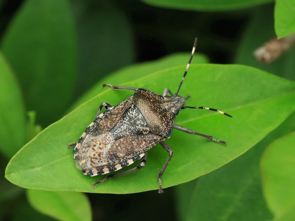 Mottled shieldbug, Rhaphigaster nebulosa, Imago, Mottled shieldbug, Rhaphigaster nebulosa, they prefer warm deciduous forests, parks and gardens. Rhaphigaster nebulosa can reach a length of 16 millime ...