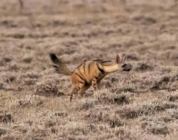 cute news tier erdwolf

https://www.reddit.com/r/NatureIsFuckingLit/comments/17l59c6/while_members_of_the_hyena_family_are_not_usually/