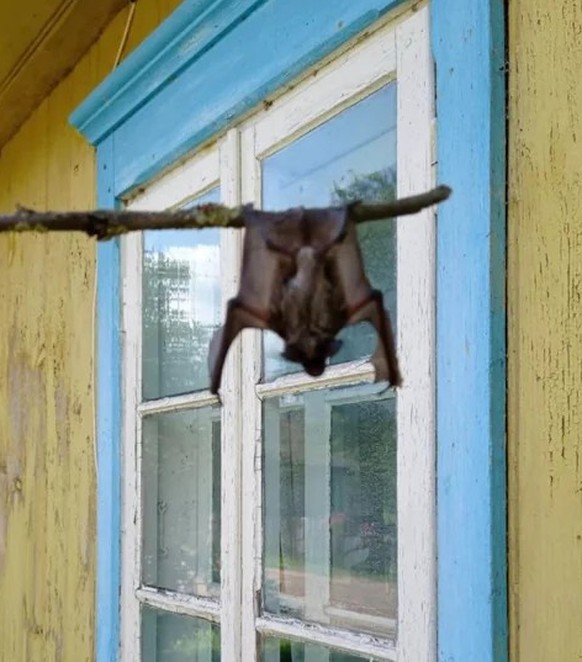 cute news animal bat https://www.reddit.com/r/ FunnyAnimals/comments/19eacx4/pullups/