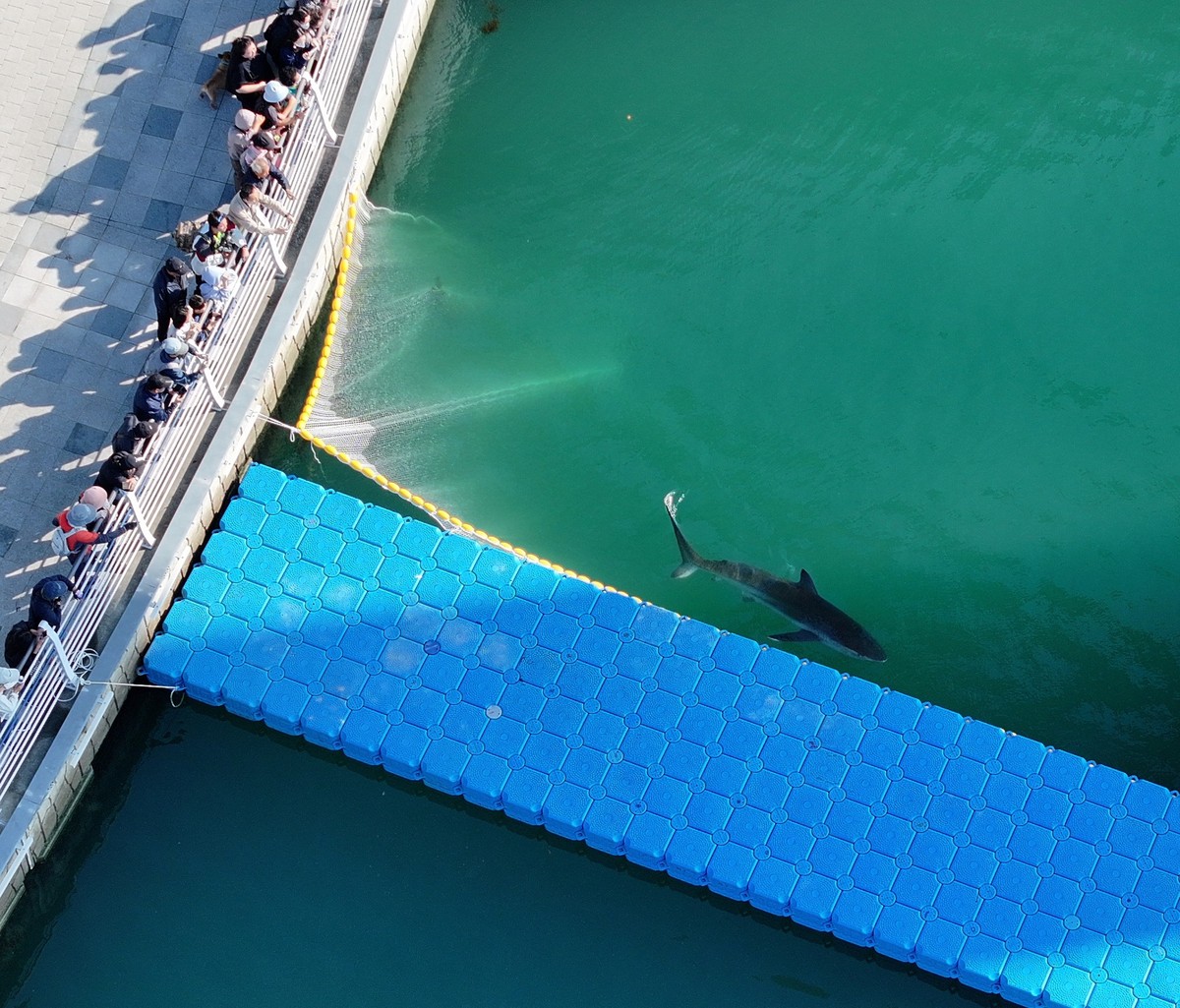 epa13318816 A dusky shark is stuck in guiding nets connected to floating pontoons installed on the waterway of North Port Waterfront Park as the Busan metropolitan government and marine life experts e ...
