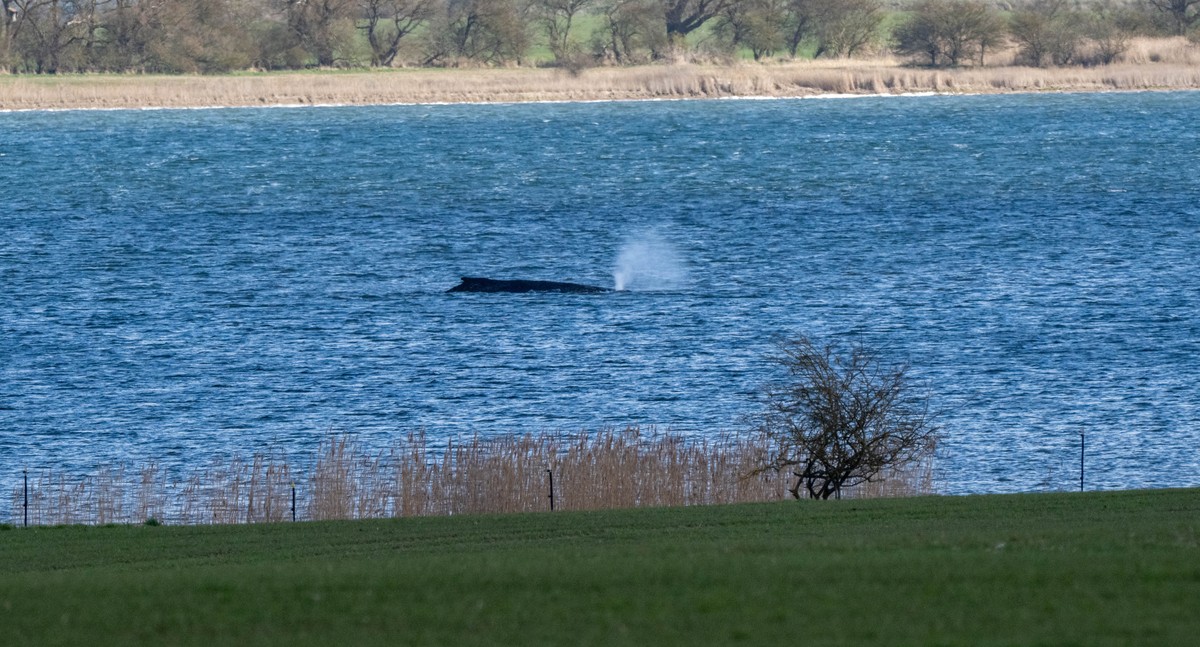 KEYPIX - 31.03.2026, Mecklenburg-Vorpommern, Insel Poel: Der Buckelwal liegt am Nachmittag noch immer in vor der Insel Poel fest. (KEYSTONE/DPA/Stefan Sauer)