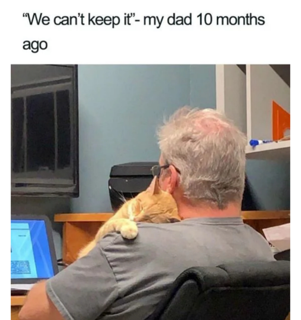 Katze schmust mit Vater: Win